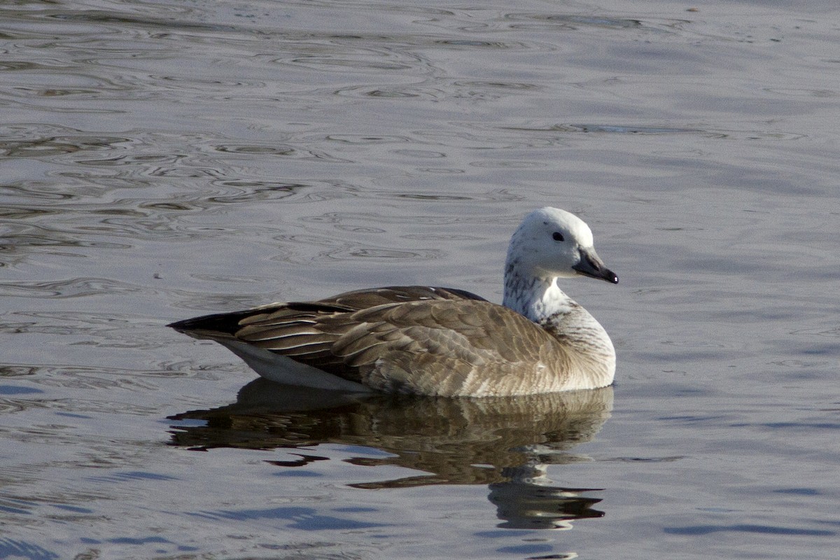 Snow x Cackling Goose (hybrid) - ML84668721