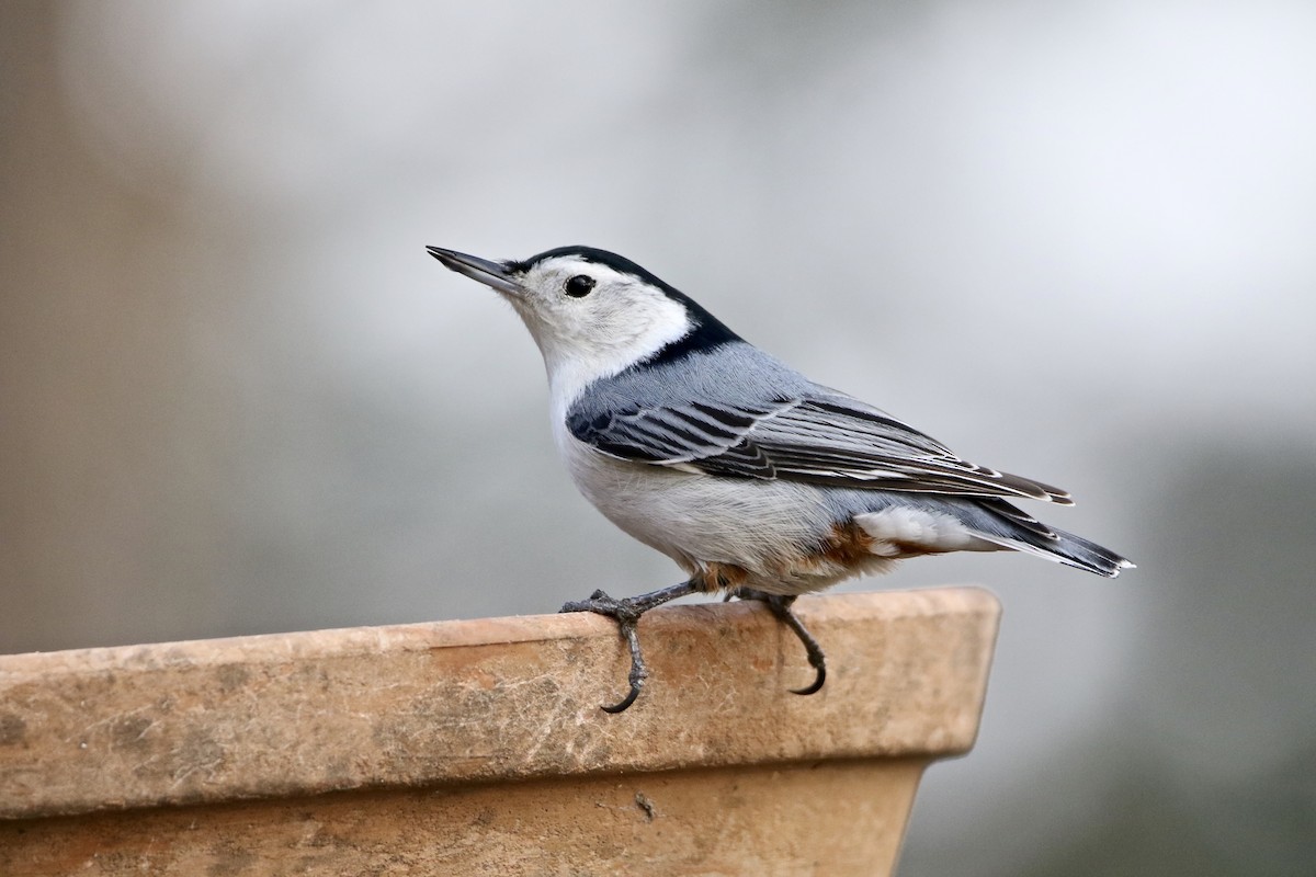 White-breasted Nuthatch - Lance Runion 🦤