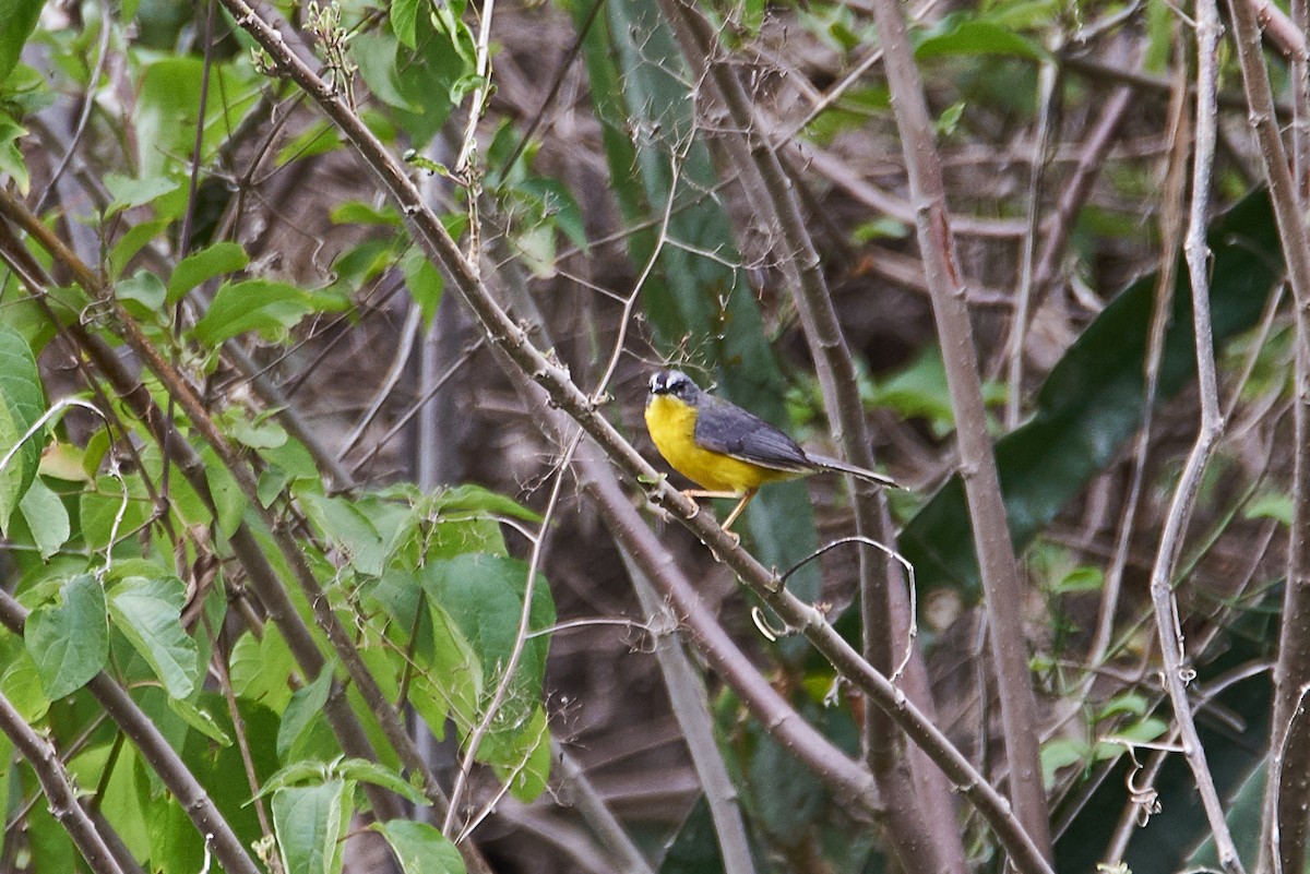 Gray-and-gold Warbler - Anonymous