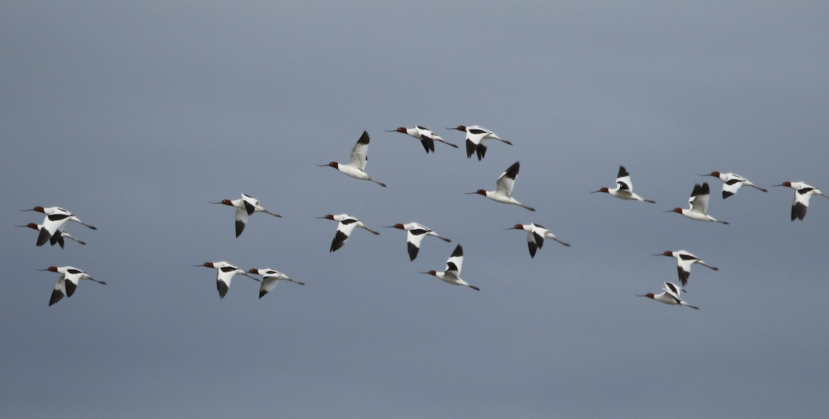 Red-necked Avocet - David Ongley