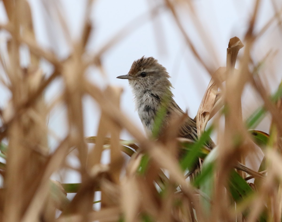 Little Grassbird - David Ongley