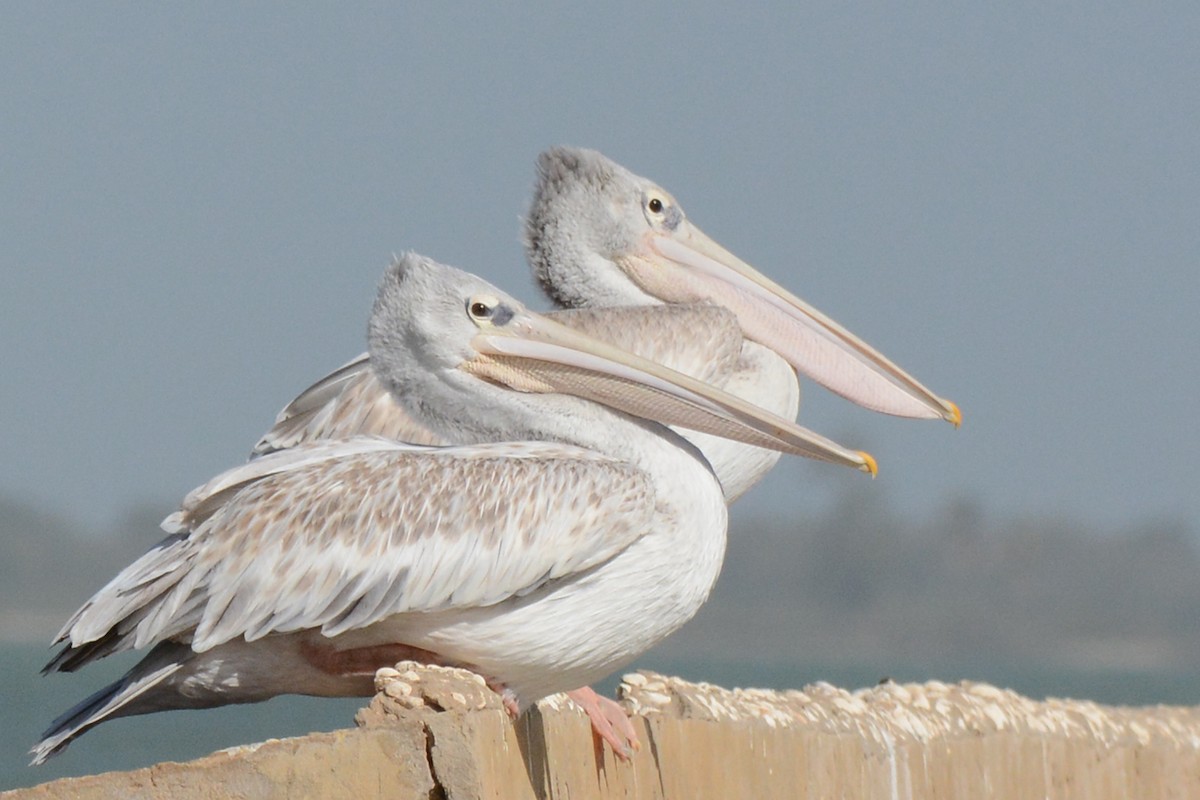 Pink-backed Pelican - Marie O'Neill