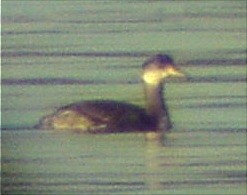 Red-necked Grebe - Timothy Fennell