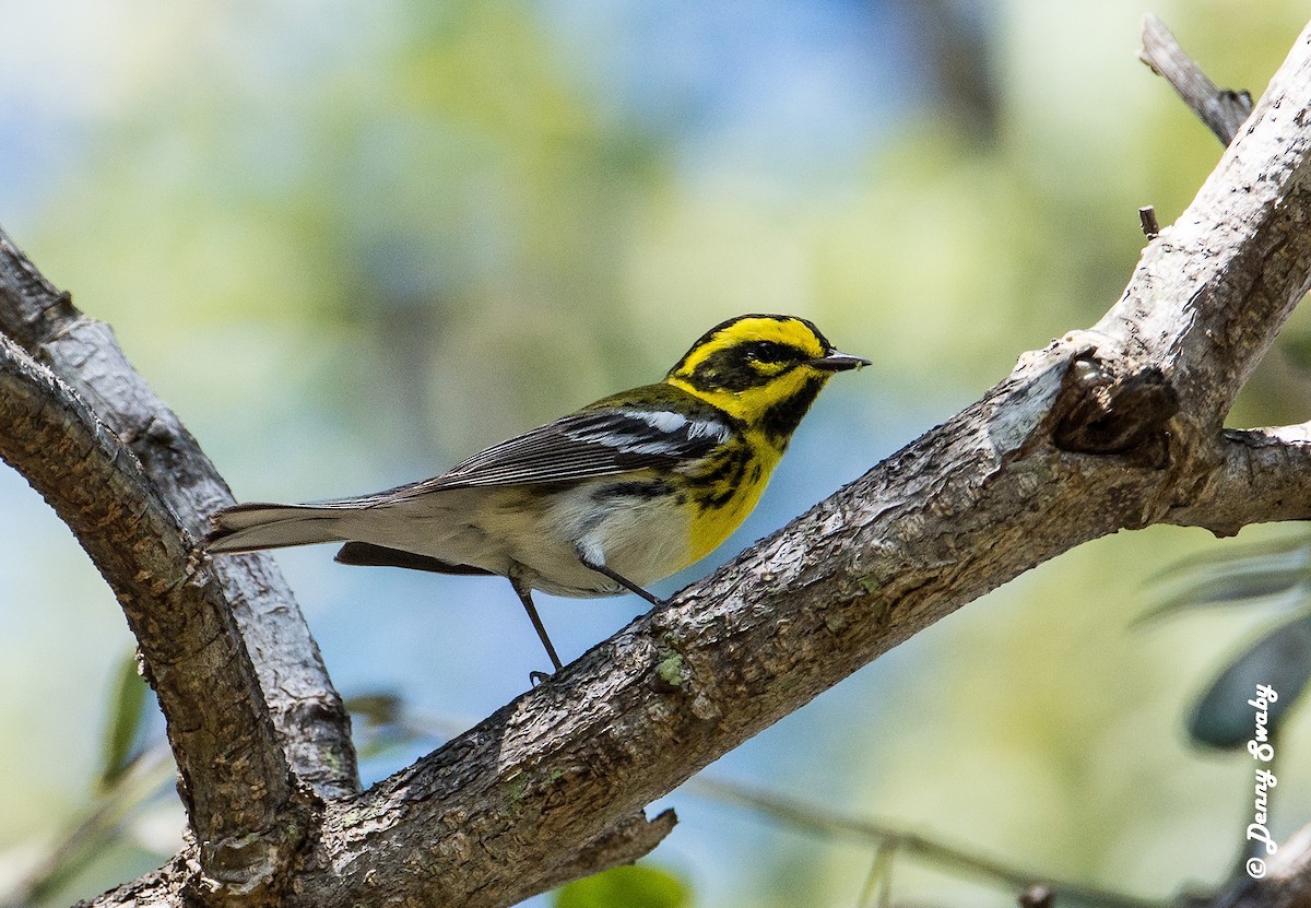 Townsend's Warbler - Denny Swaby
