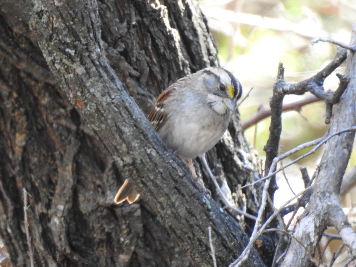 White-throated Sparrow - Tonja Hamel