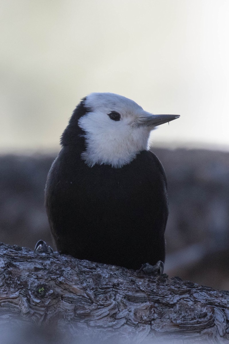 White-headed Woodpecker - Chuck Coxe