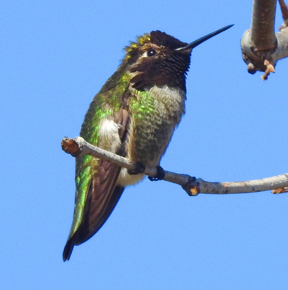 Anna's Hummingbird - lynda fenneman