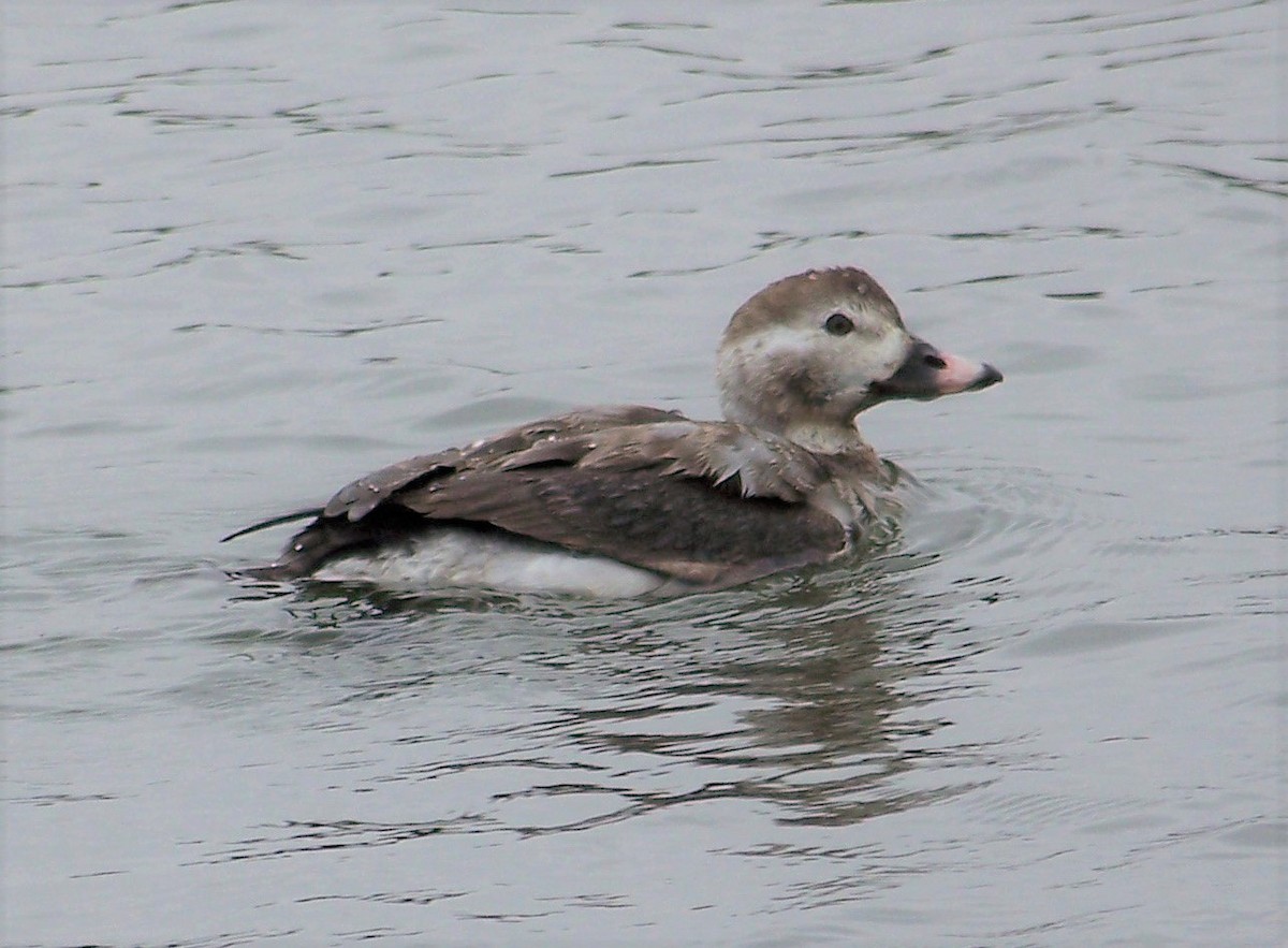 Long-tailed Duck - ML84686251