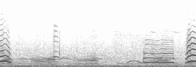 labuť malá (ssp. columbianus) - ML84688