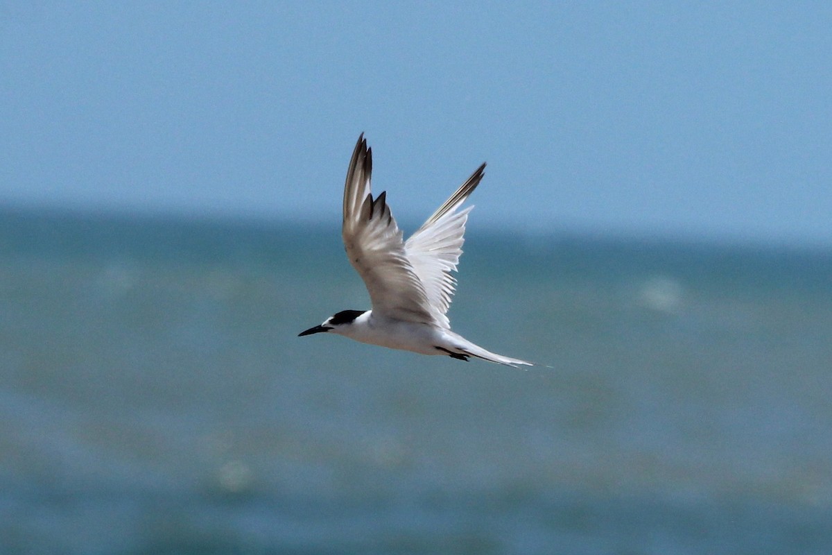 Common Tern - Michael Weymann