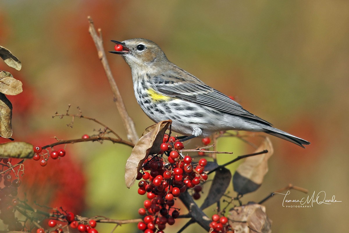 Yellow-rumped Warbler - Tammy McQuade