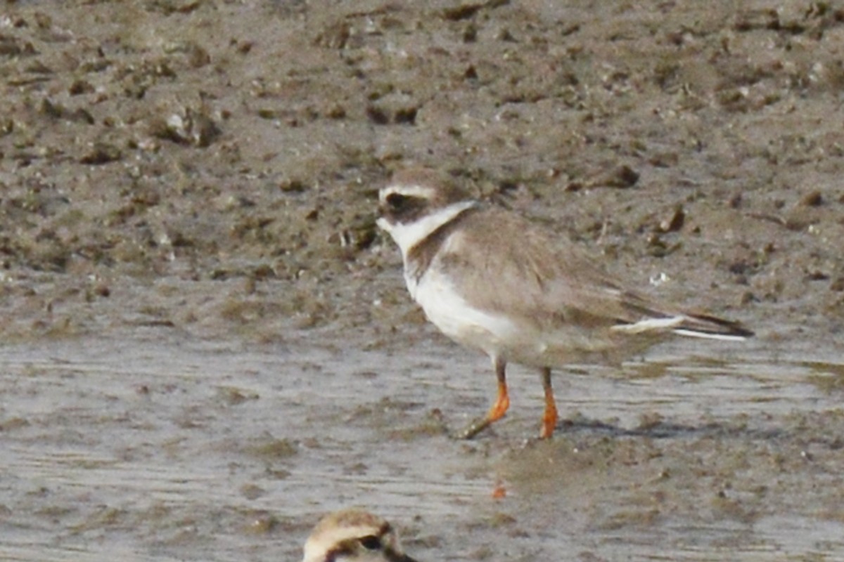Common Ringed Plover - ML84691241