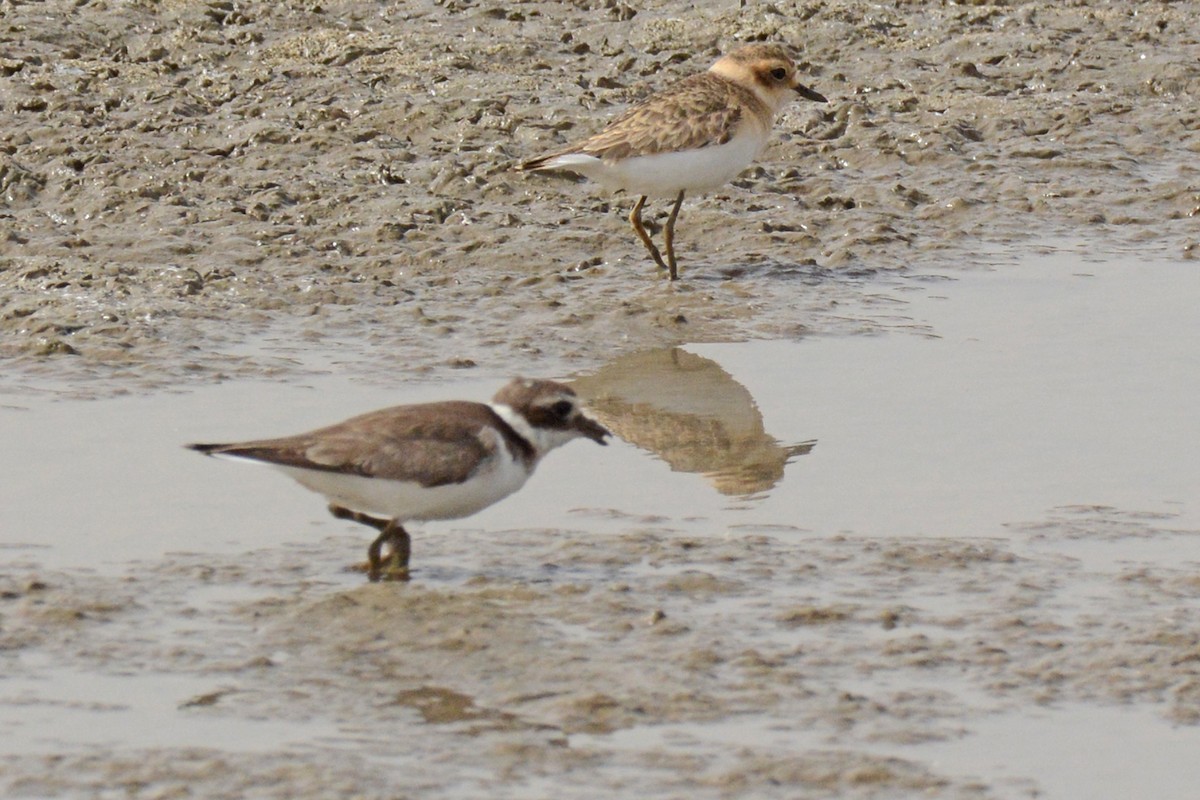 Common Ringed Plover - ML84691351