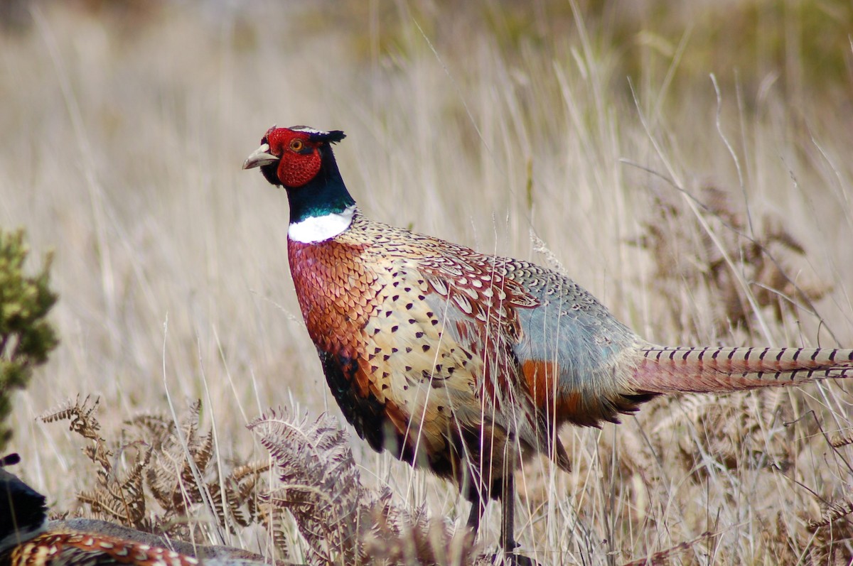 Ring-necked Pheasant - Mel & Jeanne Goff