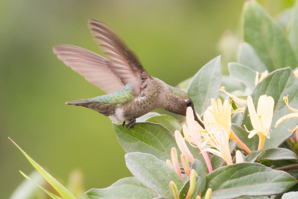 Anna's Hummingbird - Patrick Van Thull