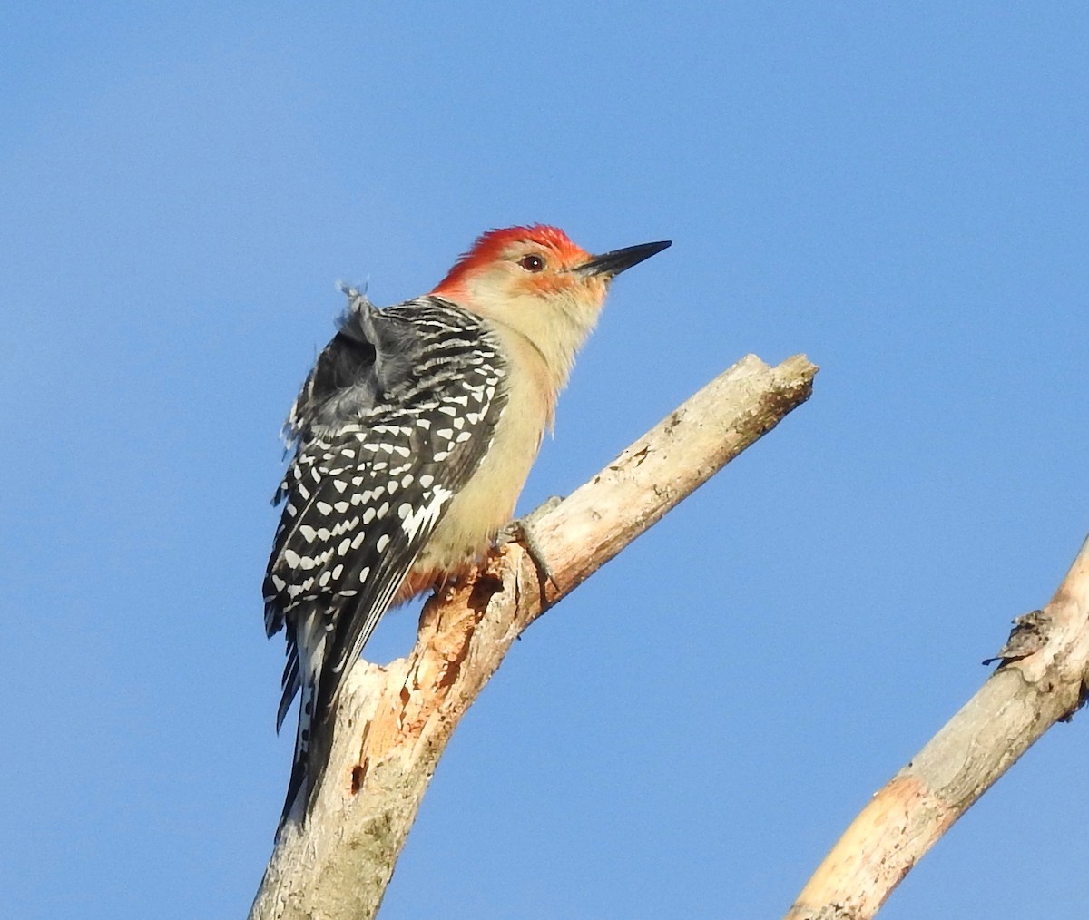 Red-bellied Woodpecker - Malise Prieto