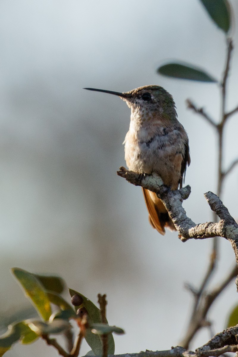 Calliope Hummingbird - Nic Webster