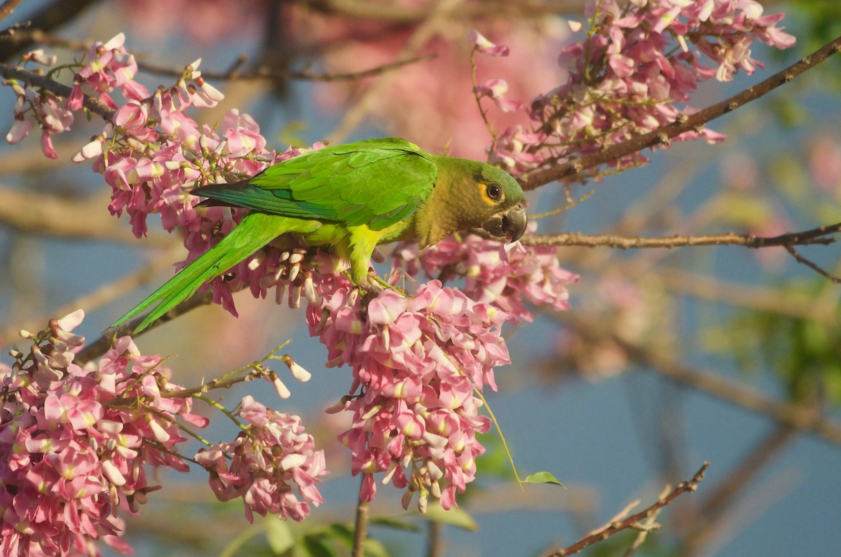 Brown-throated Parakeet (Veraguas) - Jan Cubilla