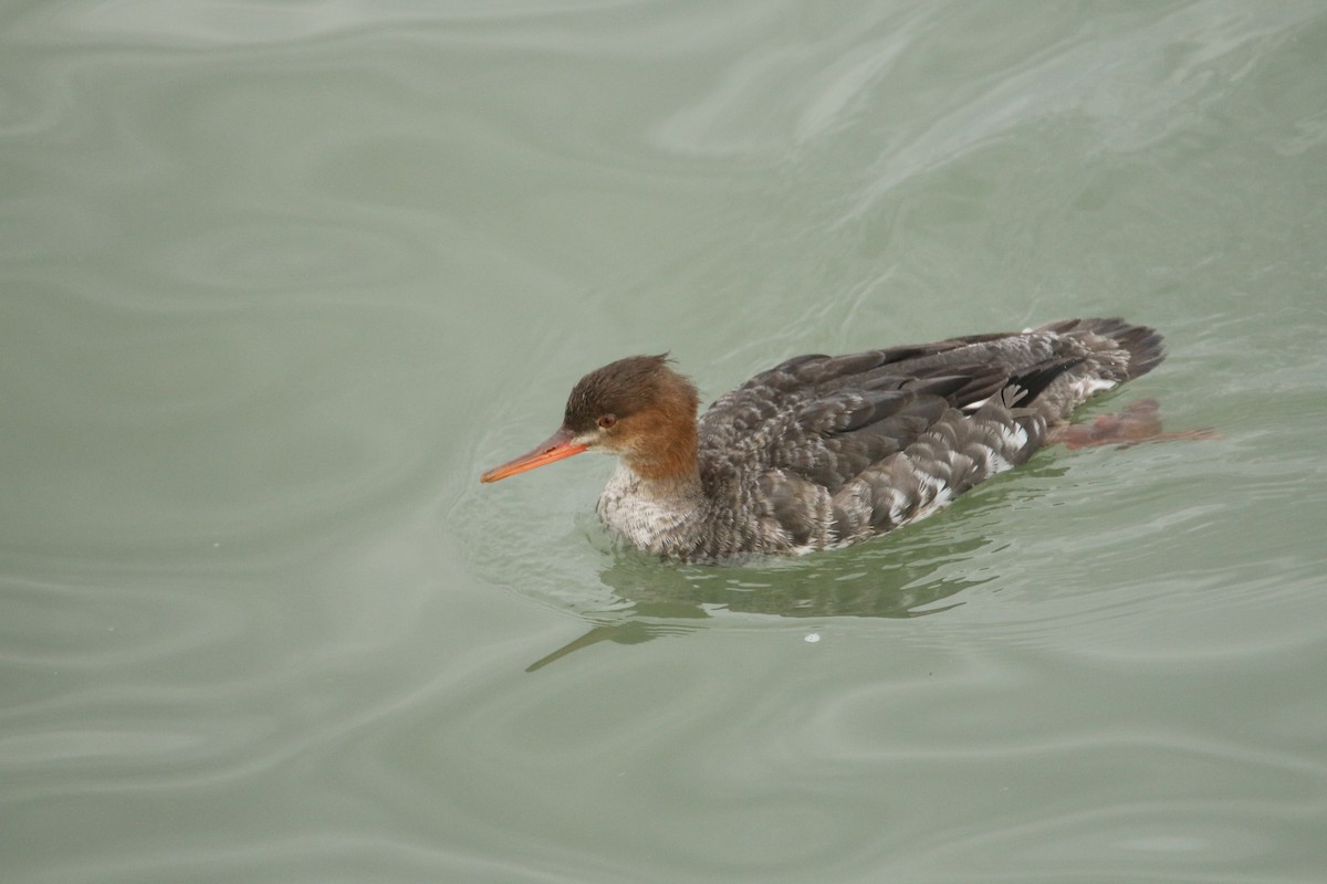 Red-breasted Merganser - William Kidwell