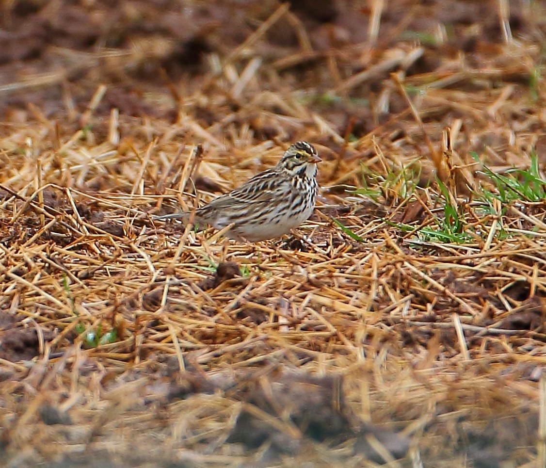 Savannah Sparrow - ML84696211