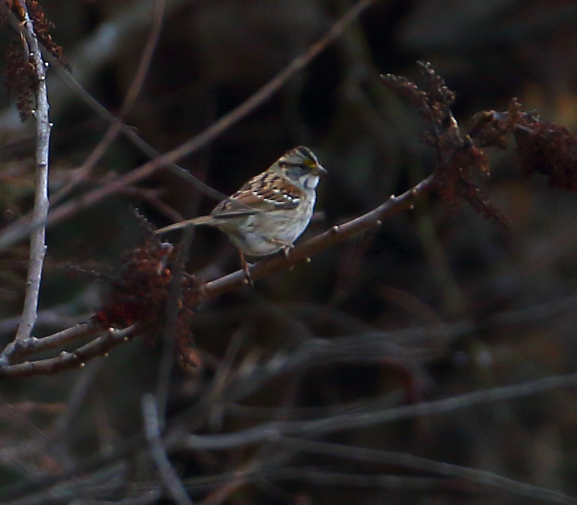 White-throated Sparrow - ML84696441