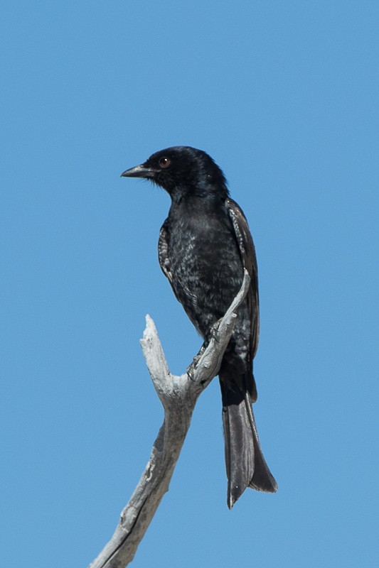 Fork-tailed Drongo - Sharon Kennedy