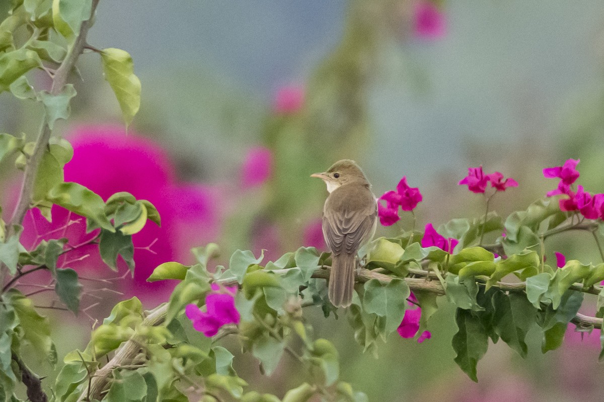 Thick-billed Warbler - Anonymous