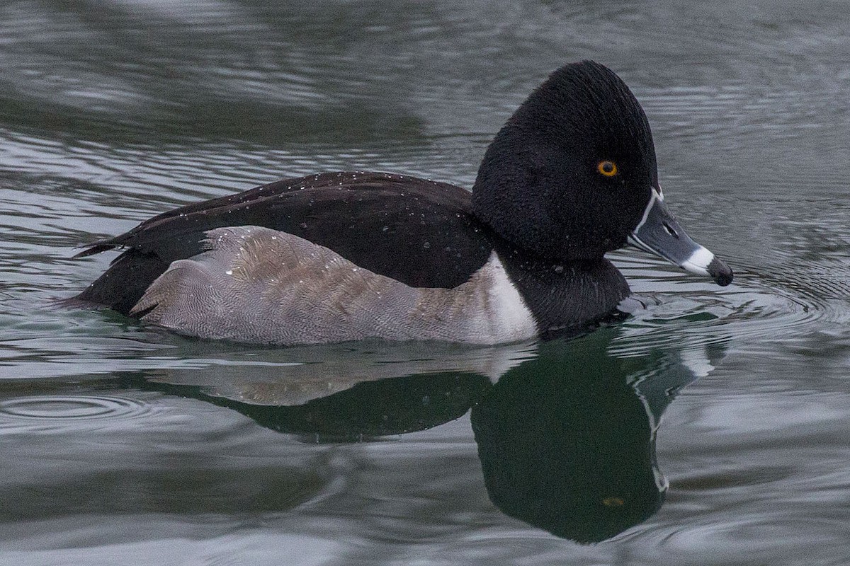 Ring-necked Duck - Brian Bailey