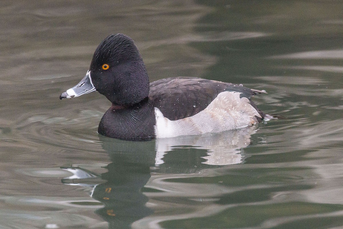 Ring-necked Duck - ML84698311