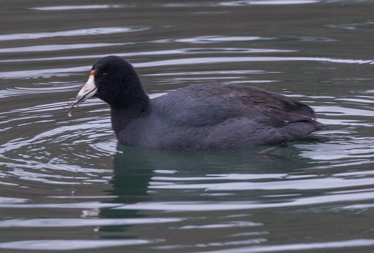 American Coot - Brian Bailey