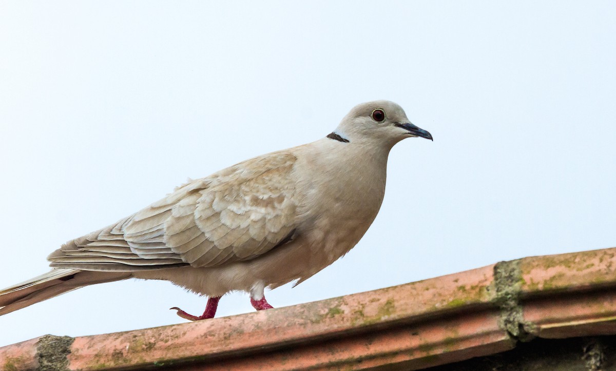 African Collared-Dove - ML84698721