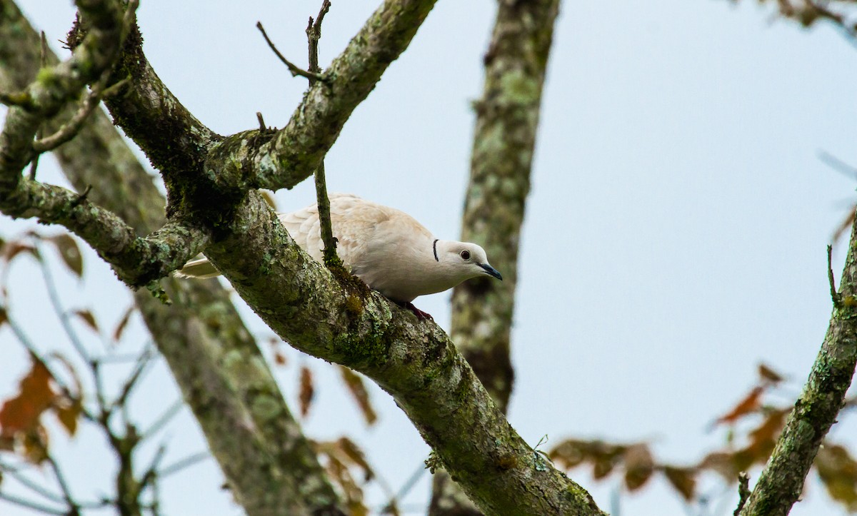 African Collared-Dove - ML84698741