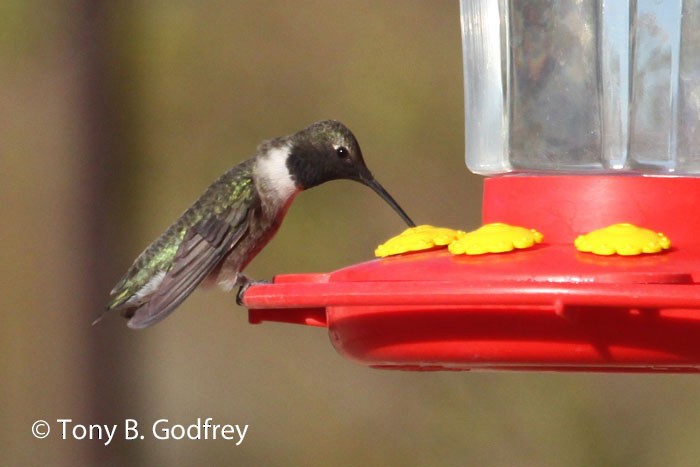 Black-chinned Hummingbird - Tony Godfrey