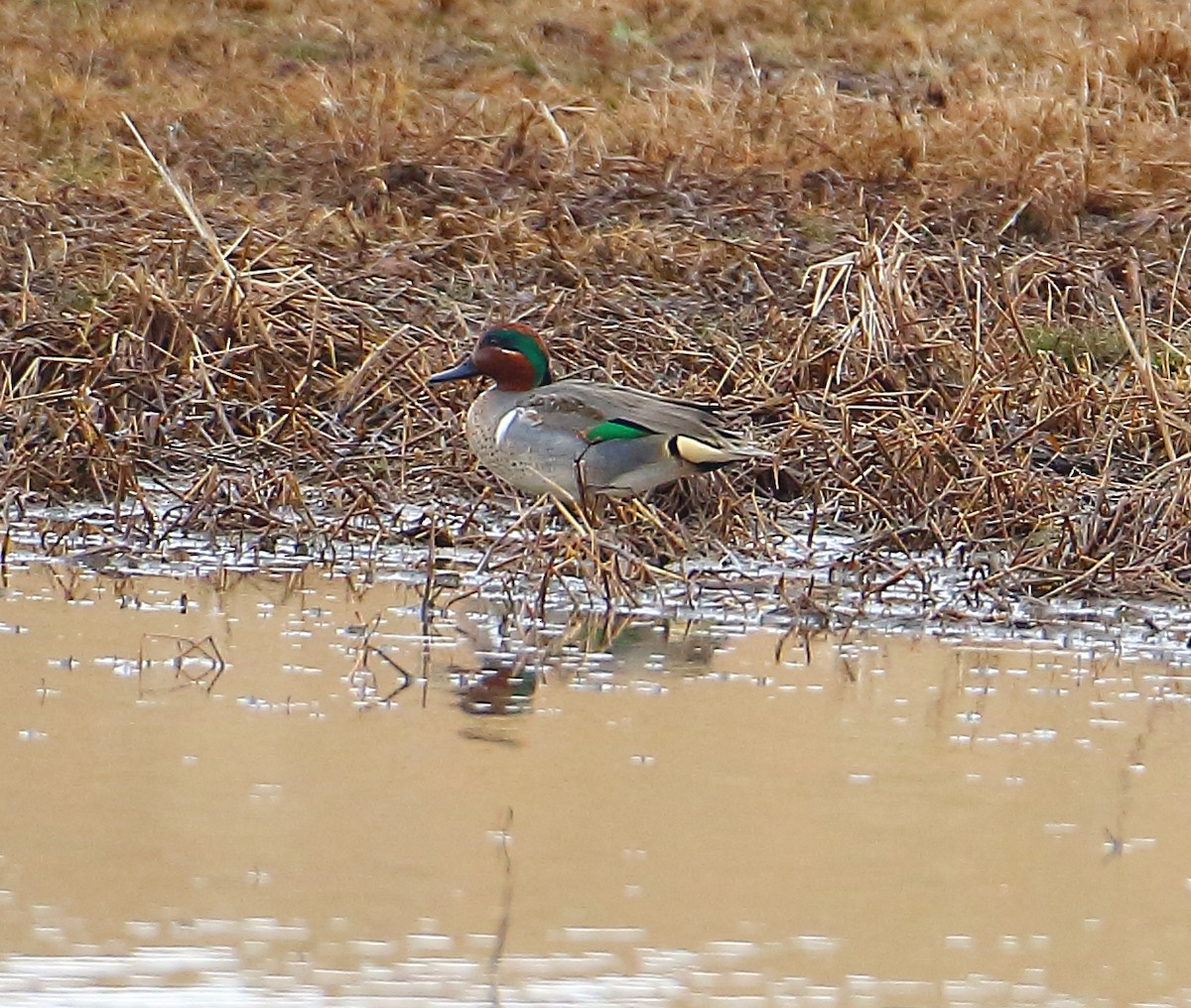 Green-winged Teal - ML84698991