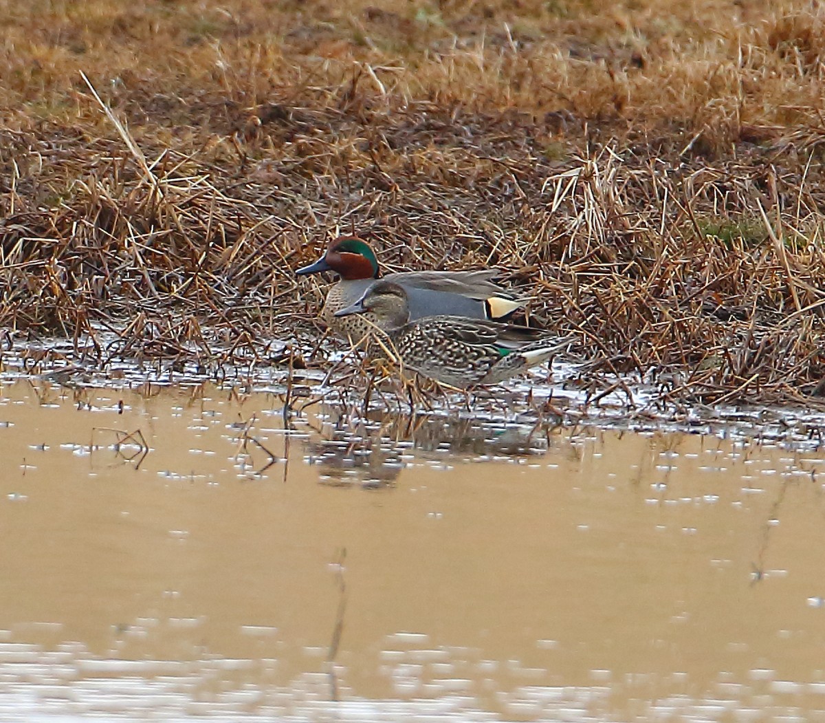 Green-winged Teal - ML84699161