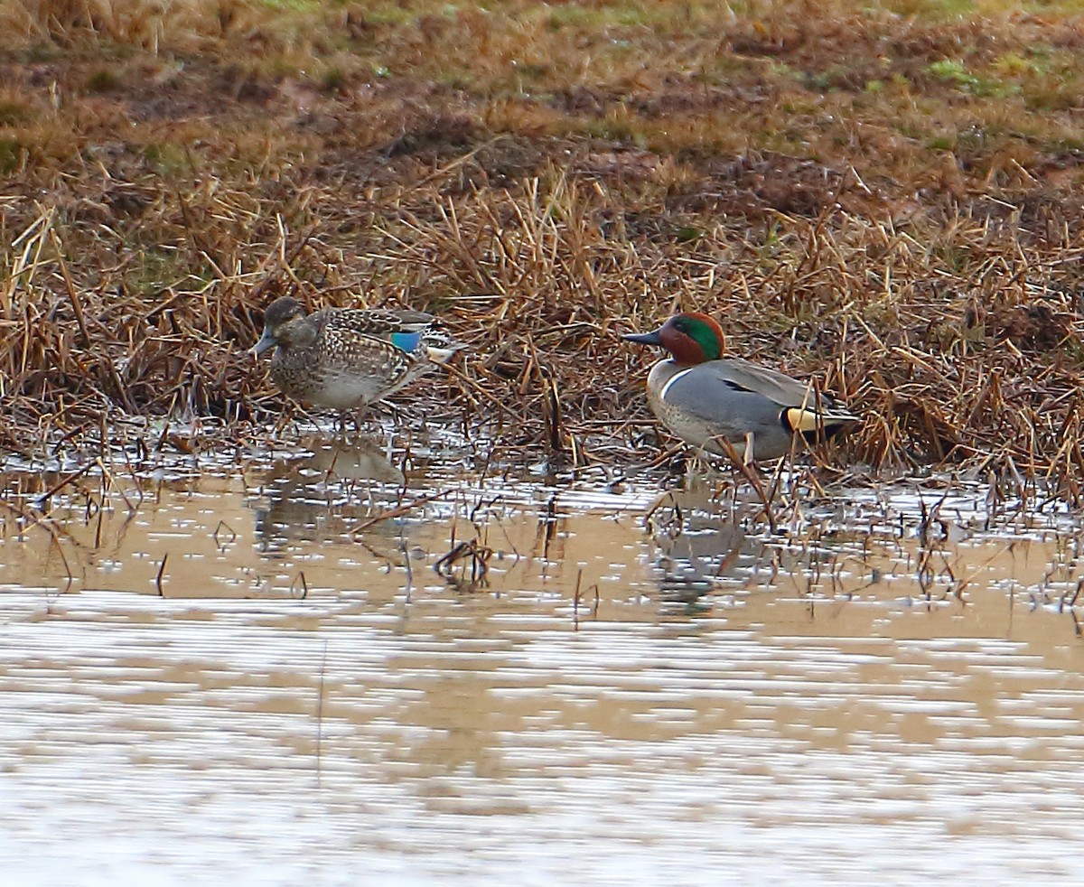 Green-winged Teal - ML84699181