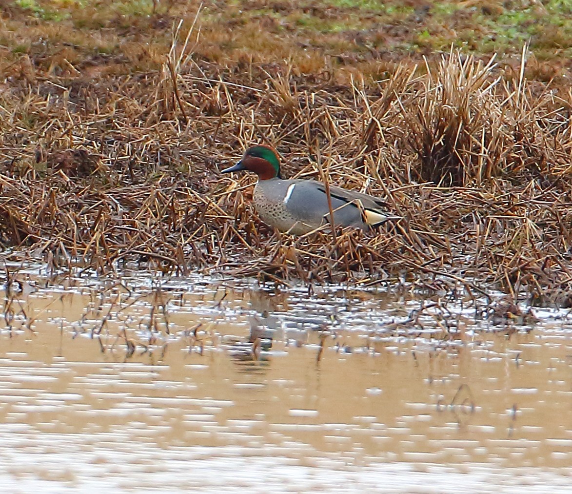 Green-winged Teal - ML84699191