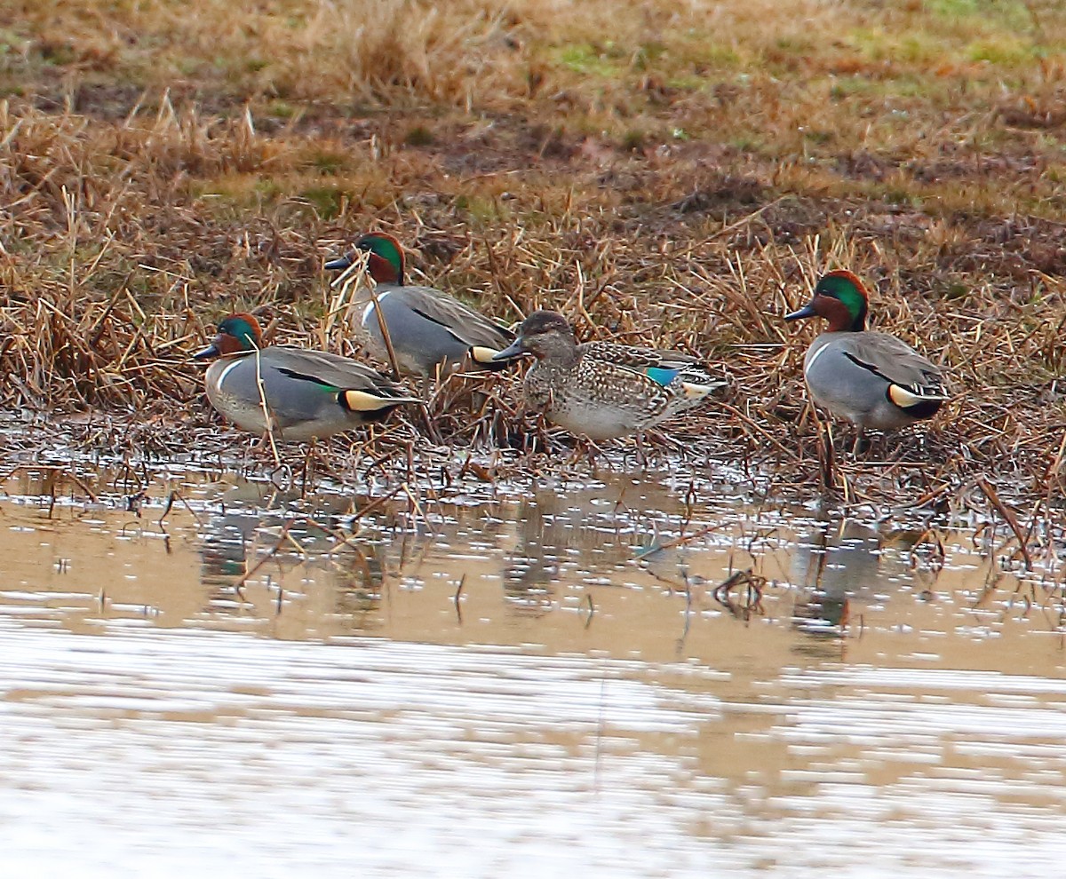Green-winged Teal - ML84699221