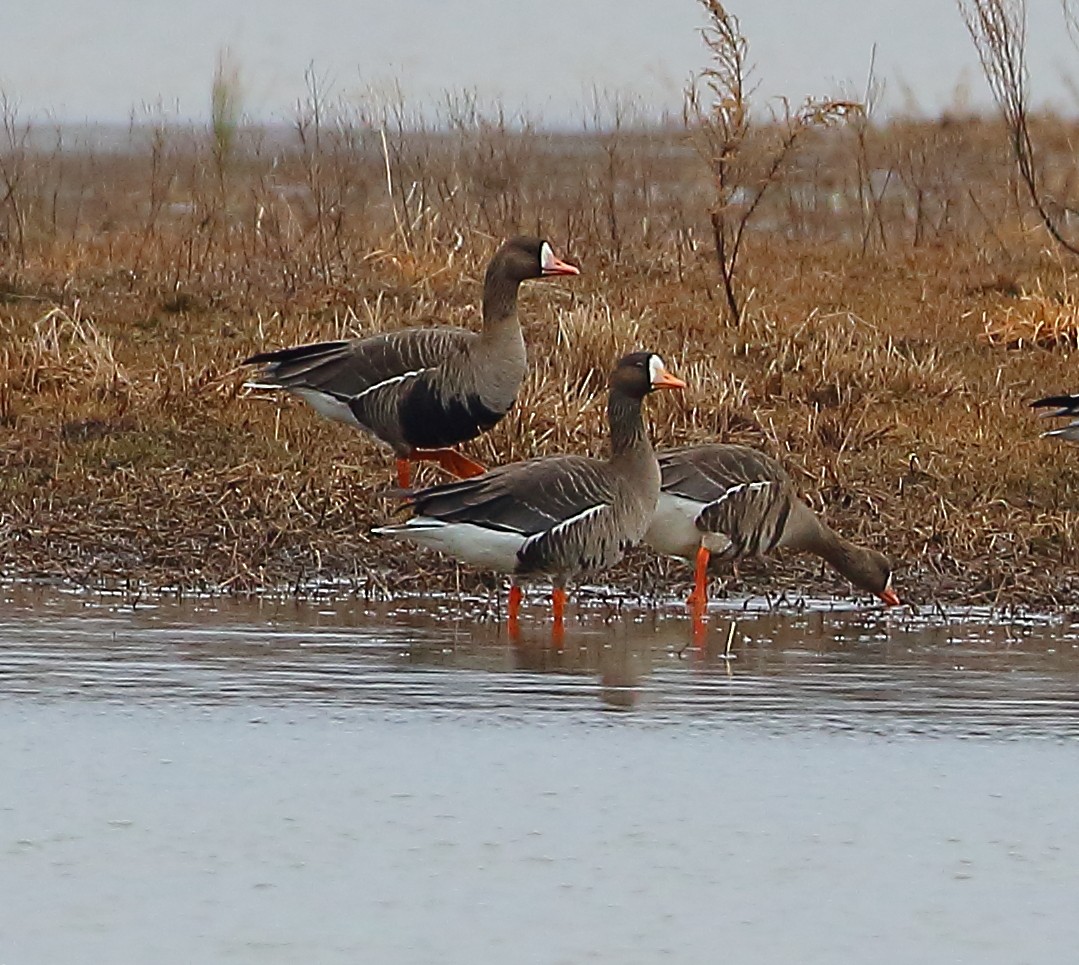 Greater White-fronted Goose - ML84699981
