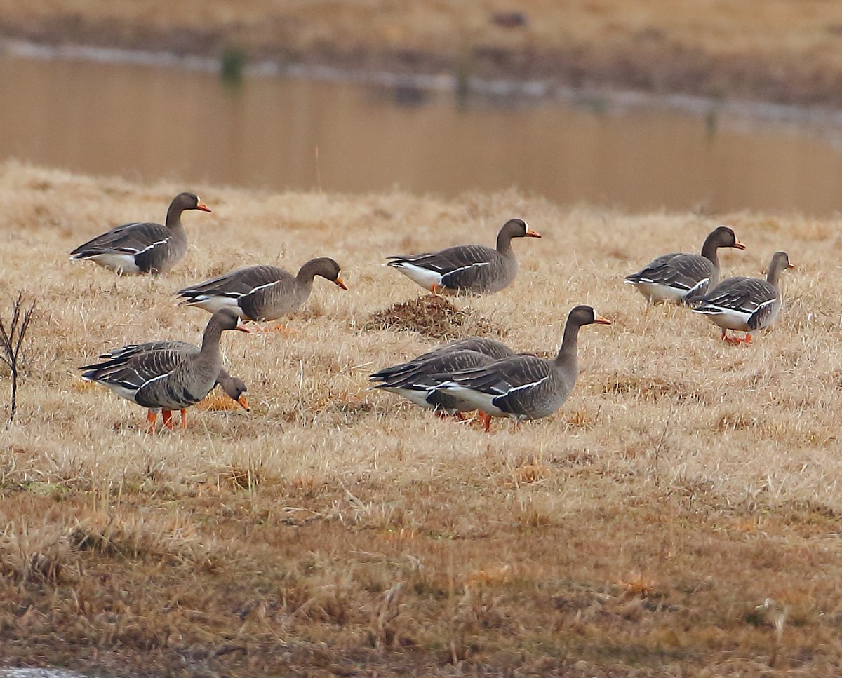 Greater White-fronted Goose - Bala Chennupati
