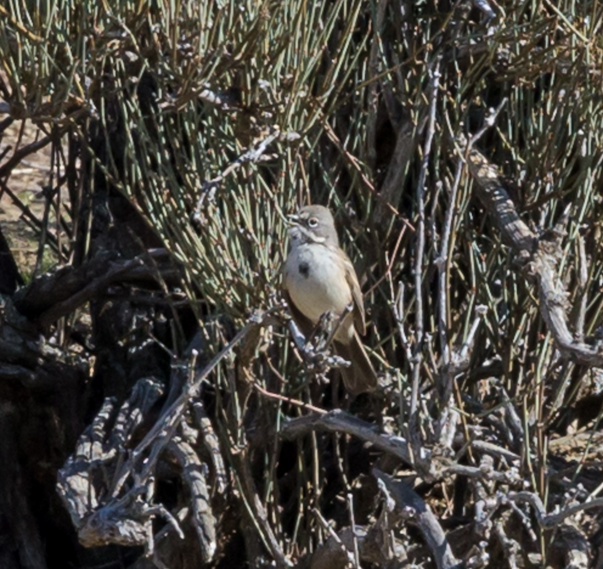 Bell's Sparrow (canescens) - ML84703741