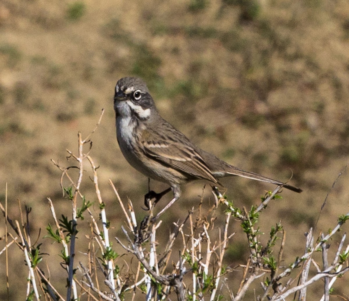 Bell's Sparrow (canescens) - ML84703761