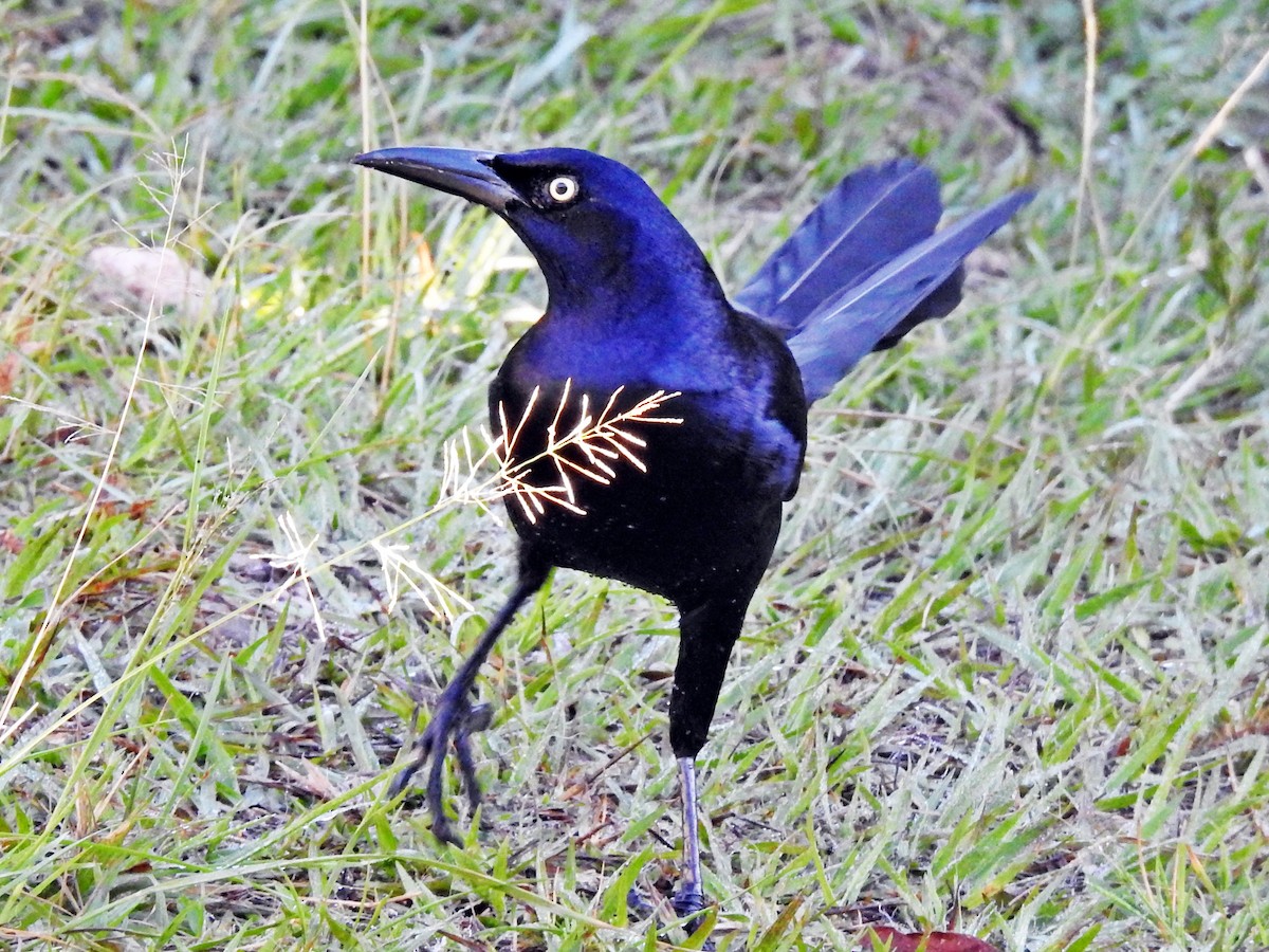 Great-tailed Grackle - ML84706691