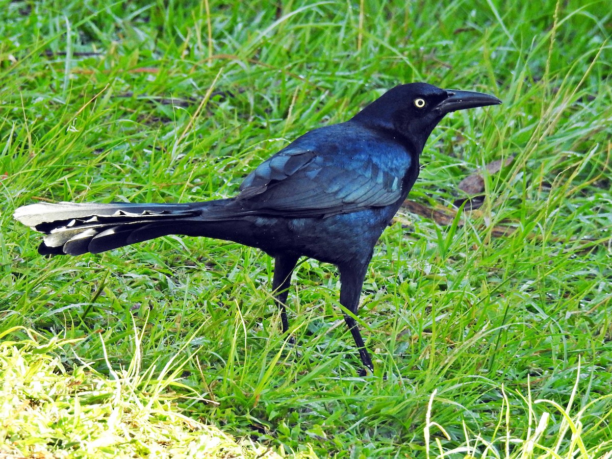 Great-tailed Grackle - ML84706751