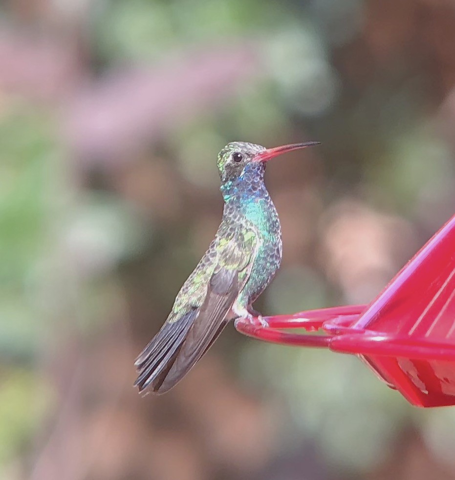 Broad-billed Hummingbird - ML84709561