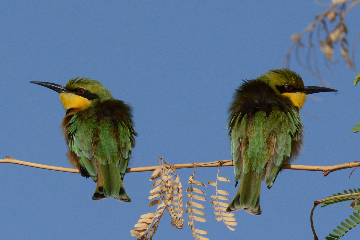 Little Bee-eater - ML84709971