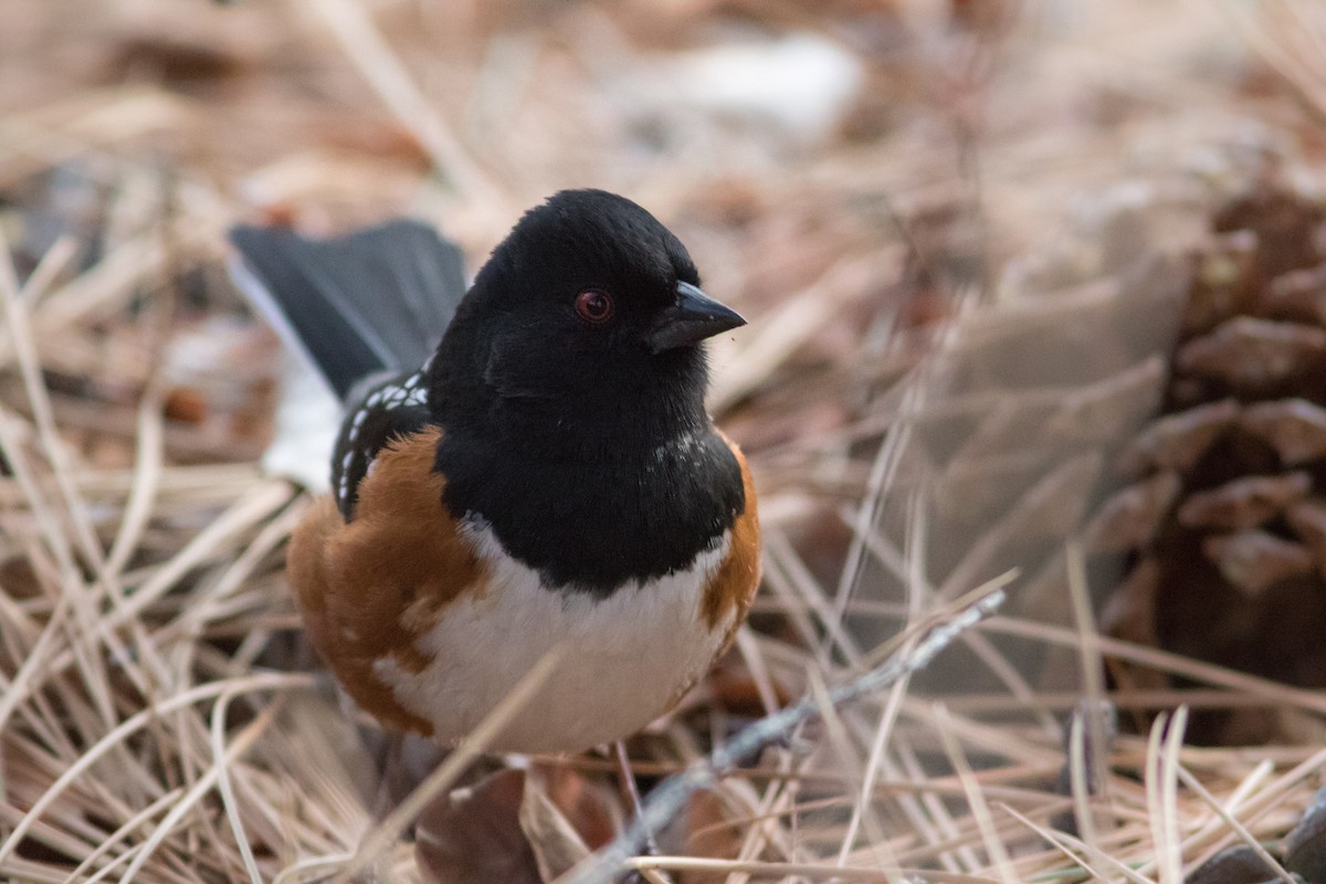 Spotted Towhee - ML84710241
