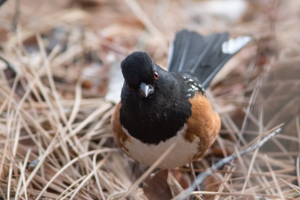 Spotted Towhee - ML84710291