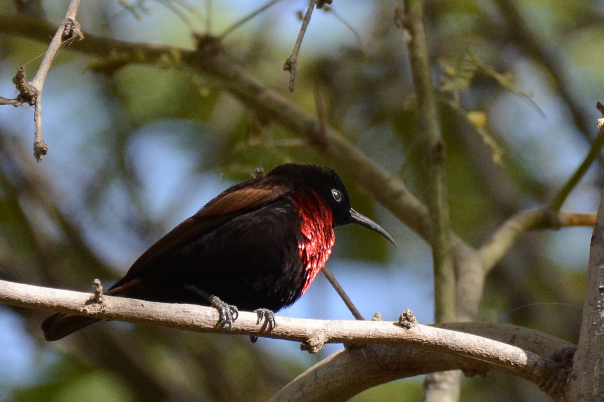 Scarlet-chested Sunbird - ML84710411