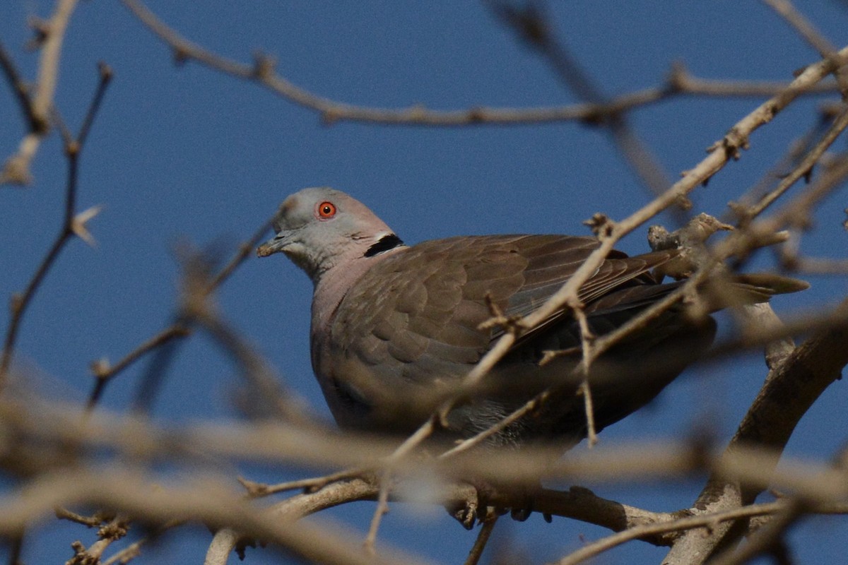 Mourning Collared-Dove - ML84710561